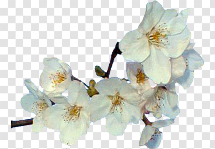Cut Flowers Spring Blossom ST.AU.150 MIN.V.UNC.NR AD - Branch - Flower Transparent PNG