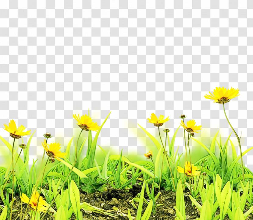 Floral Flower Background - Grass Family - Amaryllis Plant Stem Transparent PNG