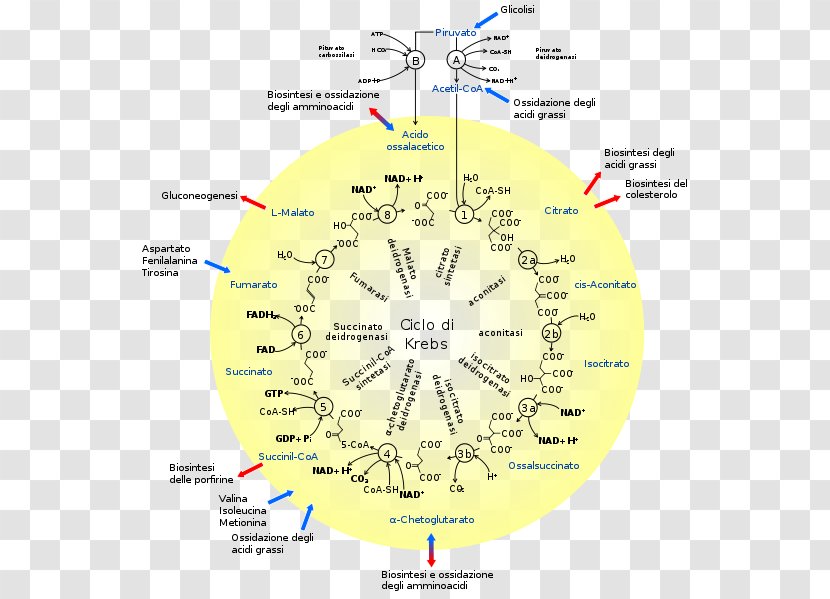 Citric Acid Cycle Metabolism Cellular Respiration Enzyme - Ernst T Krebs Transparent PNG