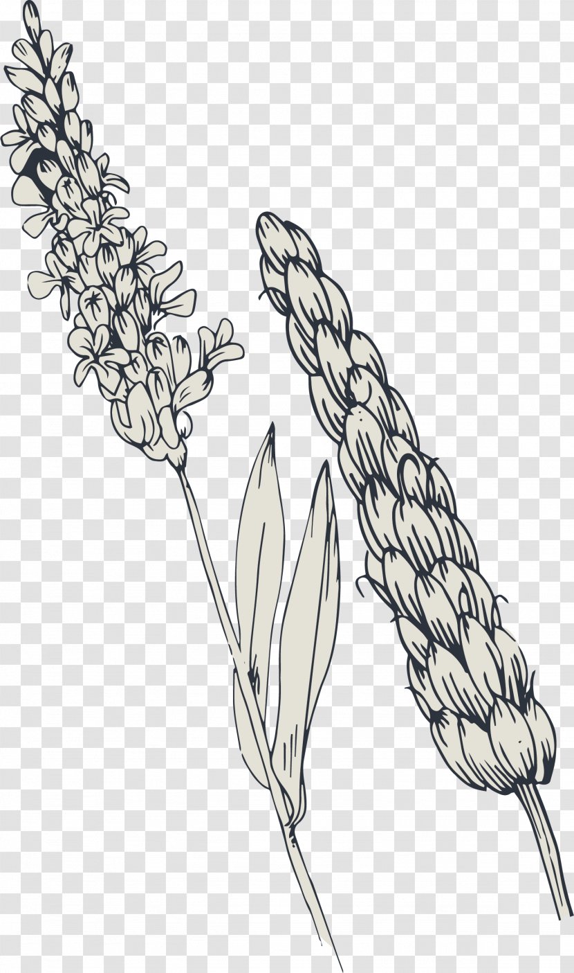 Wheat Adobe Illustrator - Grass Family - Vector Hand-painted Flowers And Transparent PNG