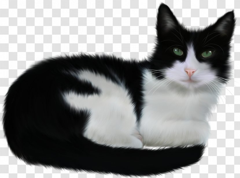 Turkish Angora Paw Black Cat Animal - Claw - Cats Transparent PNG