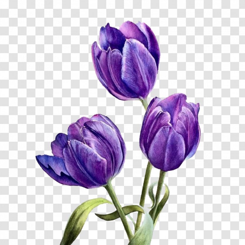 Lavender - Flowering Plant - Crocus Transparent PNG