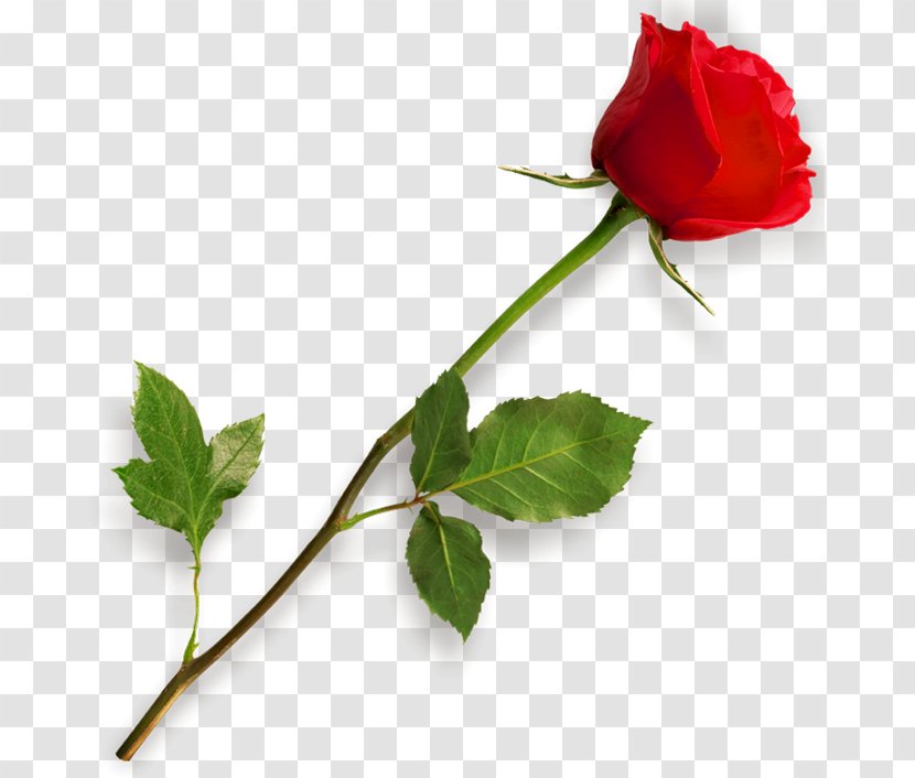 Rose - Plant Stem - Red Clipart Picture Transparent PNG