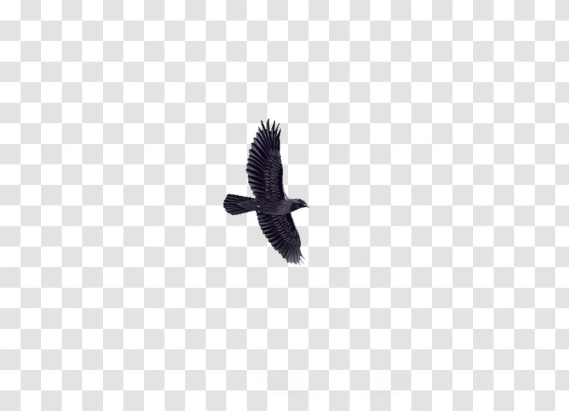 Bird Eagle Animal - Wing Transparent PNG