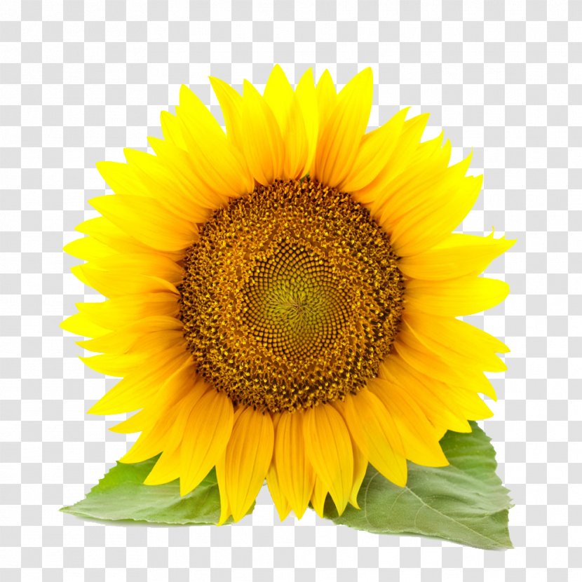 Common Sunflower Stock Photography Clip Art - Drawing Transparent PNG