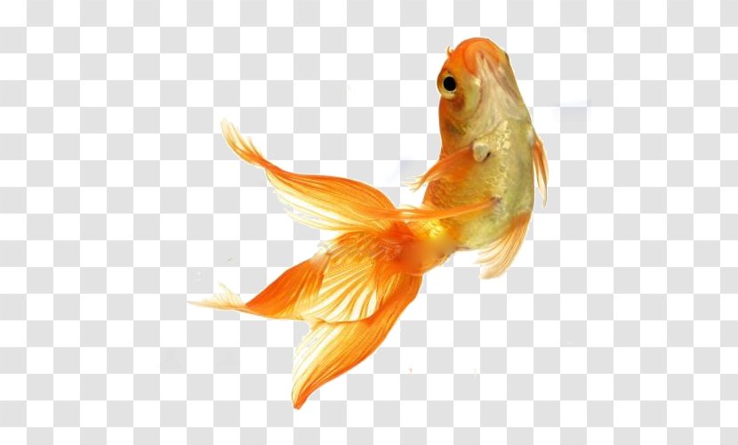 Goldfish Stock Photography Tropical Fish Feeder - Depositphotos Transparent PNG