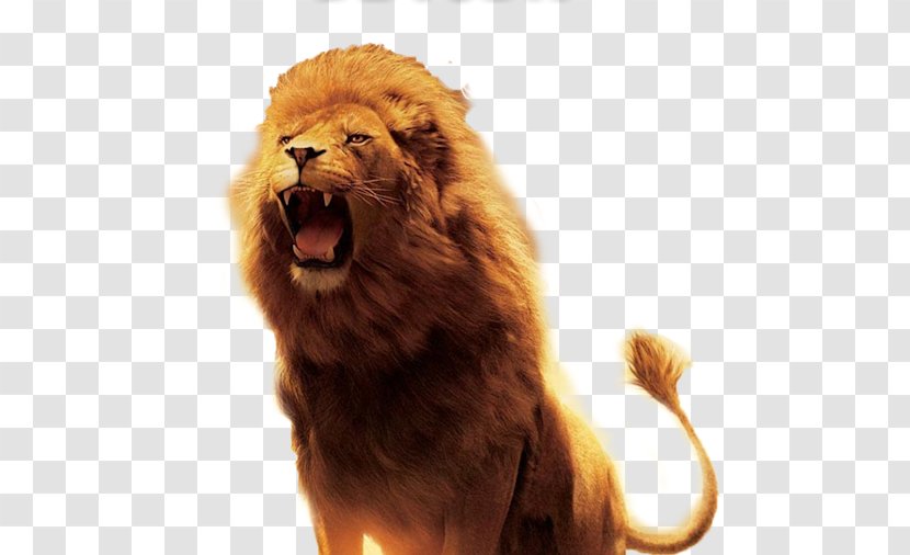 The Lion, Witch And Wardrobe Aslan Desktop Wallpaper Download - Organism - Leon Transparent PNG