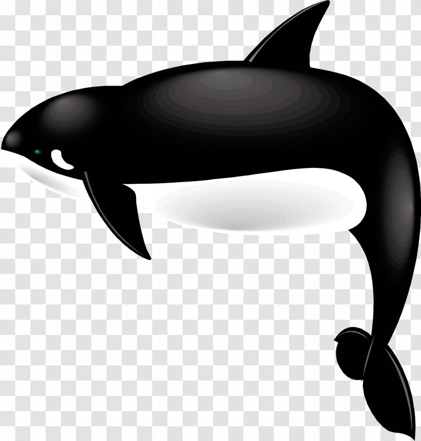 Dolphin Killer Whale Whales Tilikum Cetaceans - Sea Transparent PNG