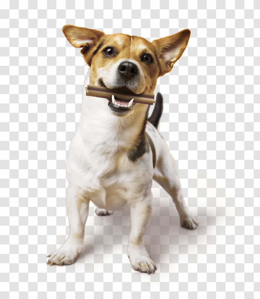 Cat Food Dog Veterinarian Dierenkliniek Leidschendam - Russell Terrier Transparent PNG