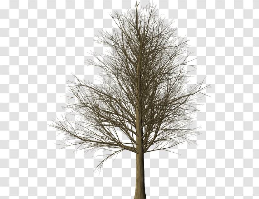 Larch Branch Tree Pine Leaf - Douglas Fir Transparent PNG