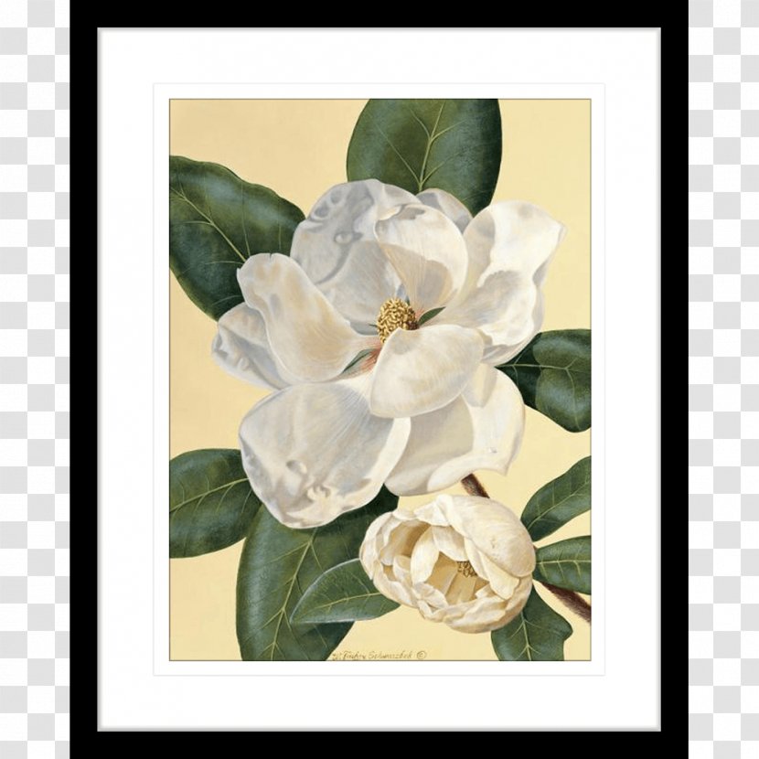 Magnolia Art Printmaking Painting Still Life Transparent PNG