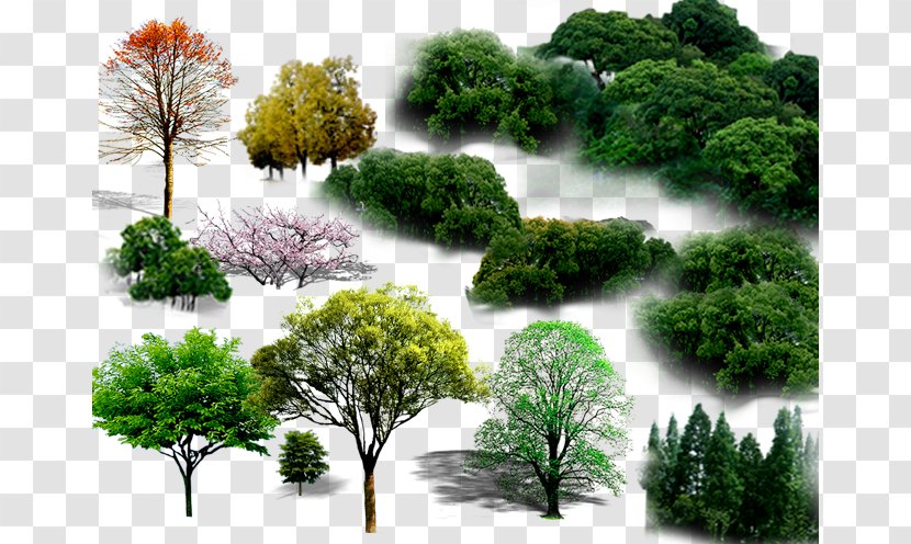 Tree - Vegetation - Evergreen Transparent PNG
