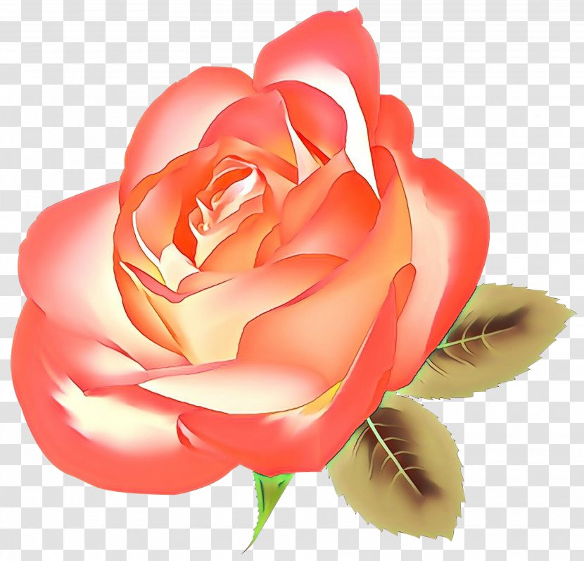 Garden Roses Cabbage Rose Floribunda Cut Flowers Petal - Shoeblackplant - Japanese Camellia Transparent PNG