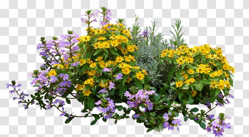 Shrub Flower Image Plants - Garden Transparent PNG