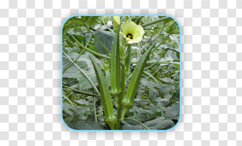 Okra Vegetable Bitter Melon Eggplant Seed - Com Transparent PNG