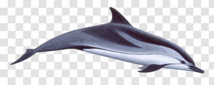 Common Bottlenose Dolphin Spinner Striped Short-beaked Porpoise - Fin Transparent PNG