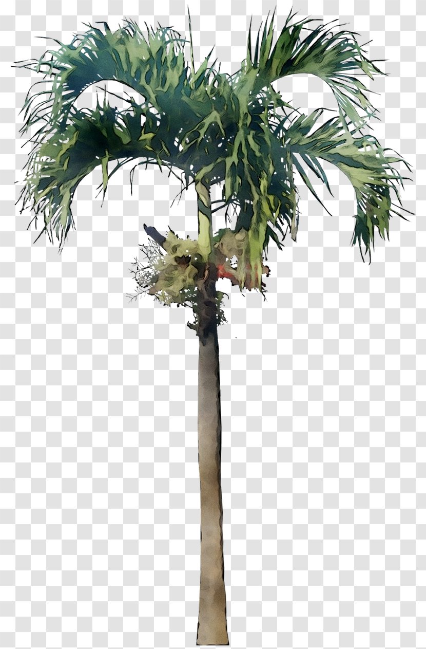 Asian Palmyra Palm Babassu Coconut Trees Date - Tree Transparent PNG