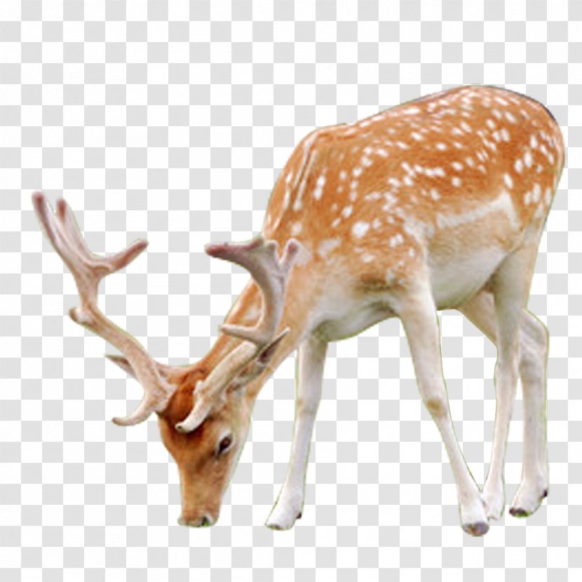 Sika Deer Velvet Antler - Horn - FIG Transparent PNG