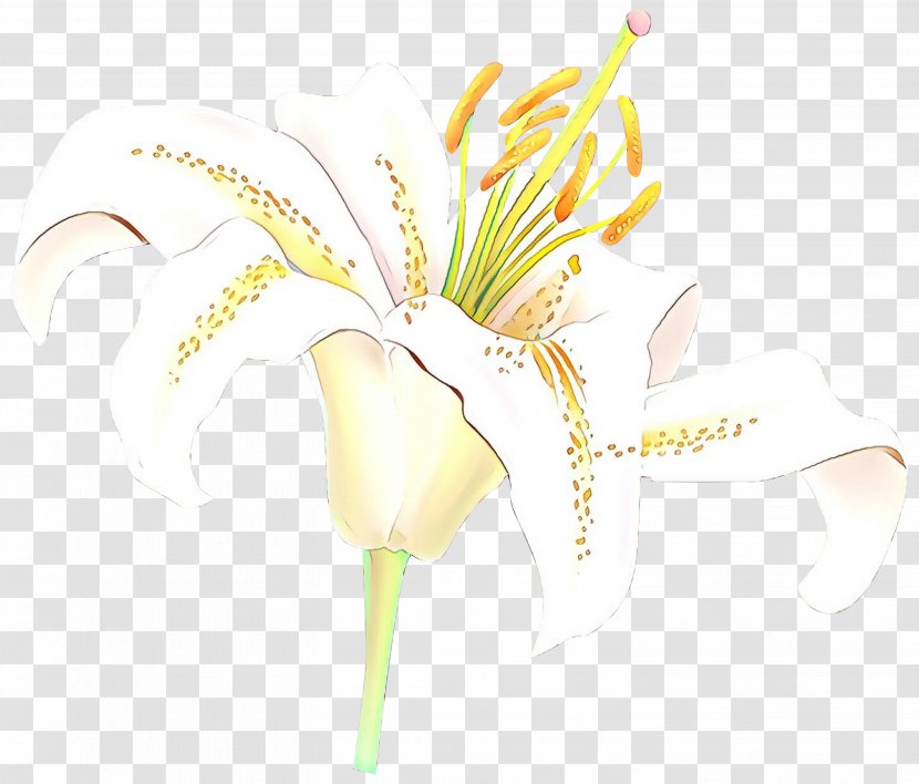 Floral Design Cut Flowers Plant Stem Desktop Wallpaper - Plants Transparent PNG