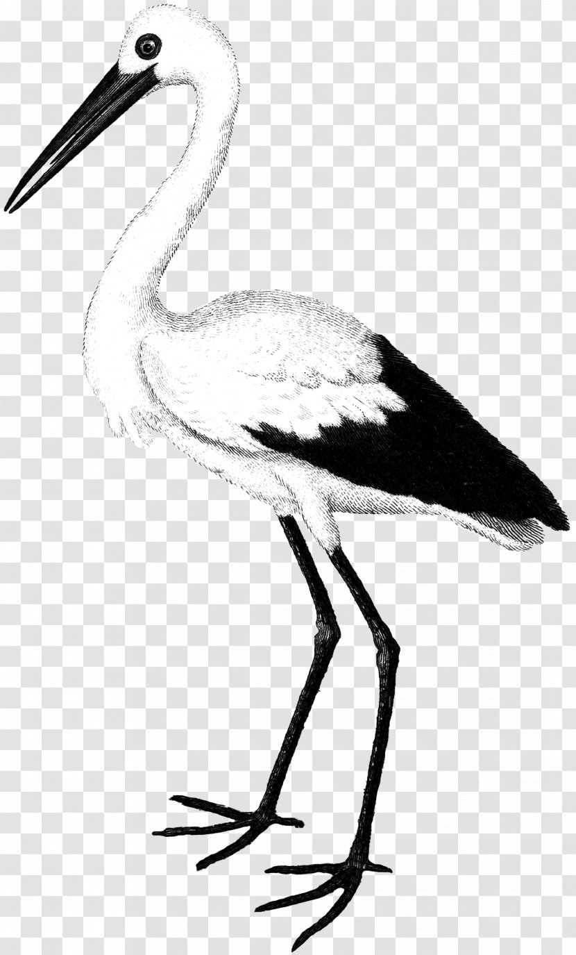 Stock Photography White Stork Bird Image - Beak - Serene Button Transparent PNG