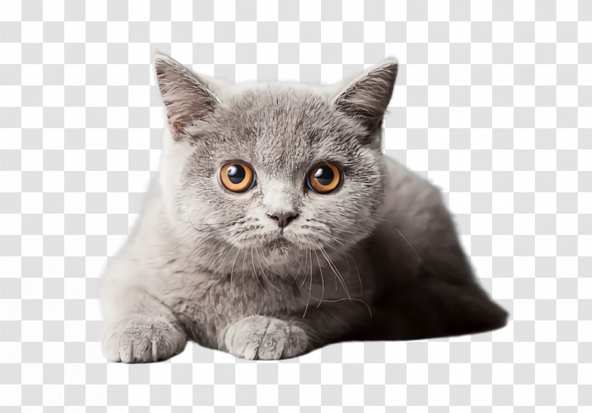 Cat Small To Medium-sized Cats British Shorthair Whiskers Domestic Short-haired - Longhair Shorthaired Transparent PNG