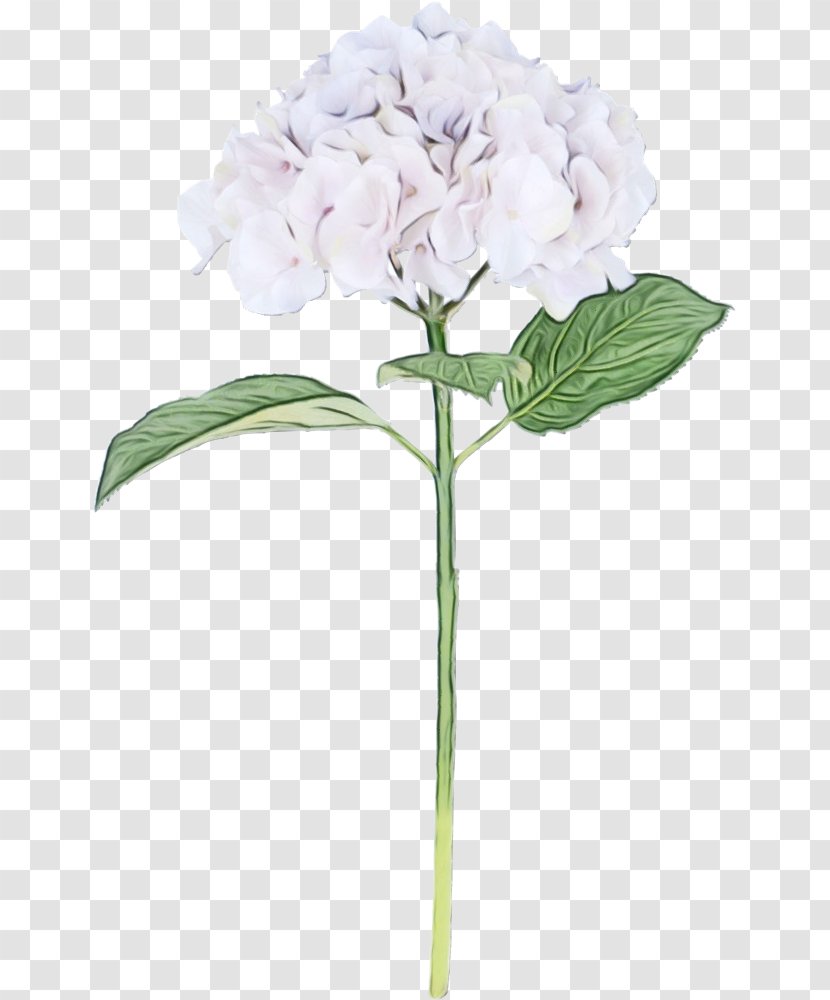 Flowers Background - Flower Bouquet - Garden Phlox Cornales Transparent PNG