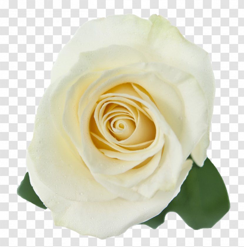 Garden Roses Cabbage Rose White Floribunda - Name - Symbol Transparent PNG
