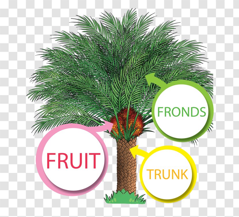African Oil Palm Trees Production In Malaysia - Evergreen - Fruit Transparent PNG
