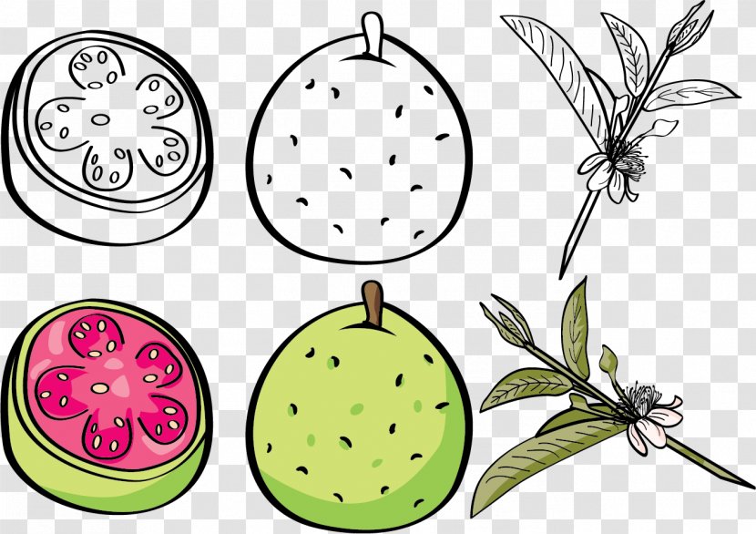 Guava Euclidean Vector Fruit Clip Art - Produce - Figs Transparent PNG