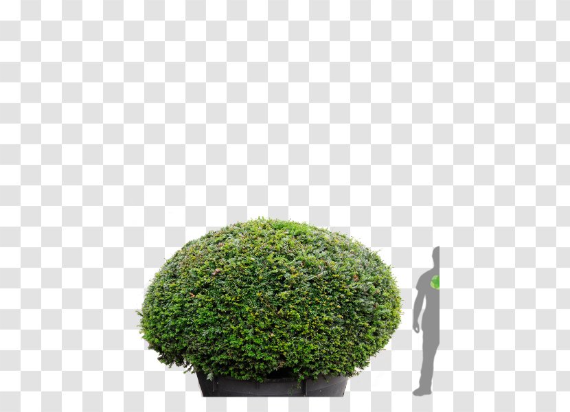 Hedge English Yew Tree Japanese Holly Topiary - Buxus Sempervirens Transparent PNG