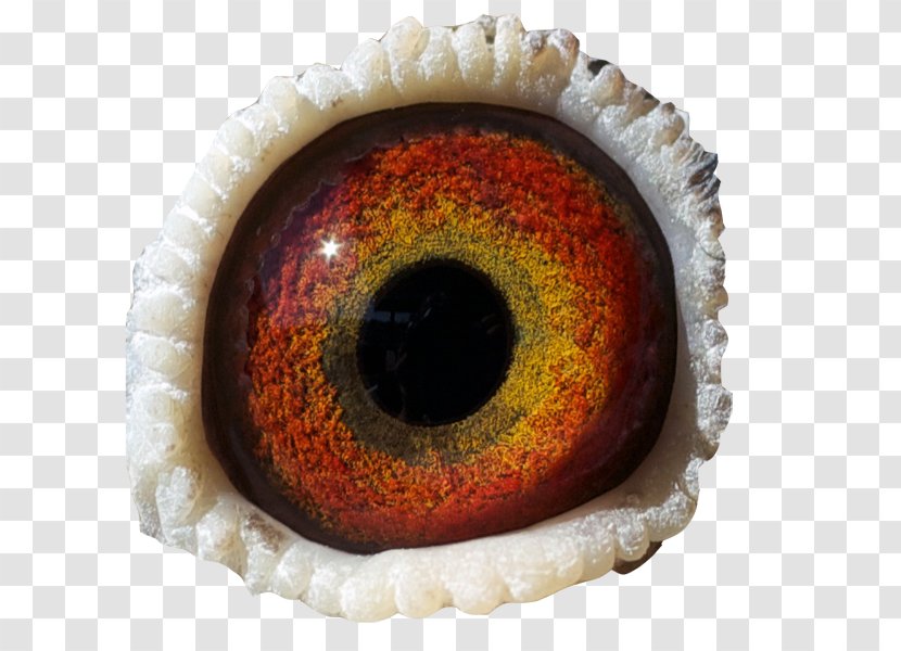 Iris Eye Download Transparent PNG