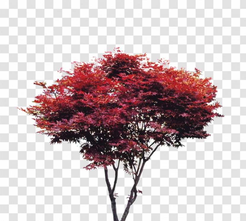 Tree Maple Red - Tree, Trees, Taobao Creative, Trees Transparent PNG