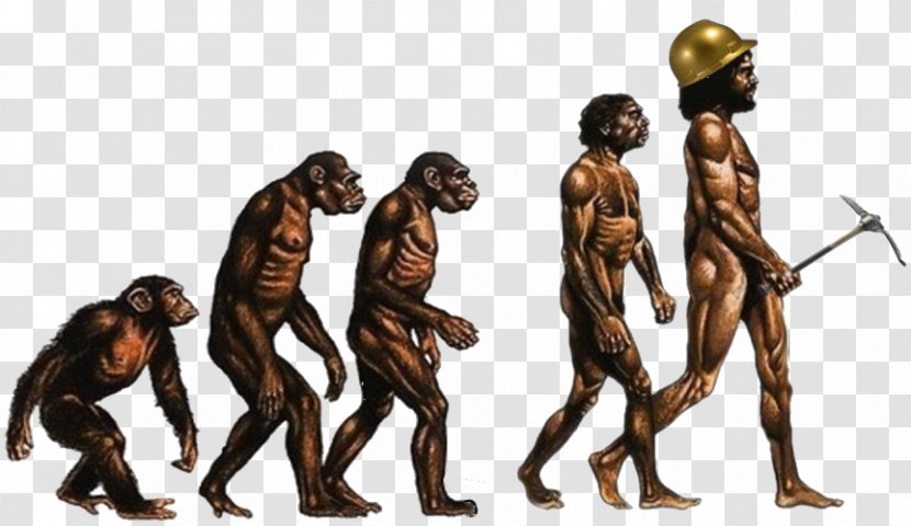 On The Origin Of Species Human Evolution Great Apes Recent African Modern Humans - Hominization - Science Transparent PNG
