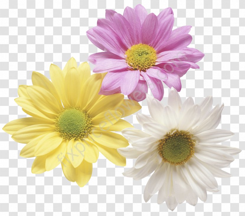 Clip Art - Petal - Flower Yellow Transparent PNG