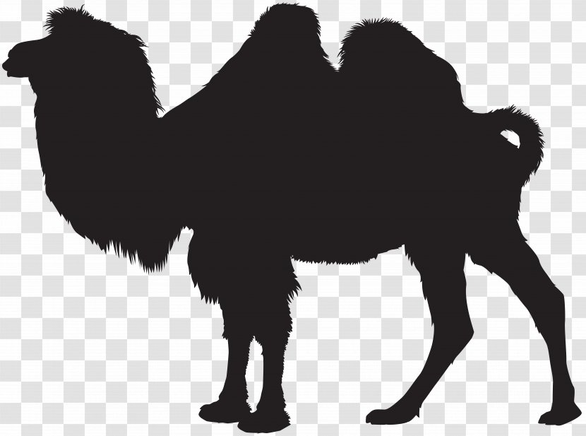 Clip Art - Drawing - Camel Silhouette Image Transparent PNG