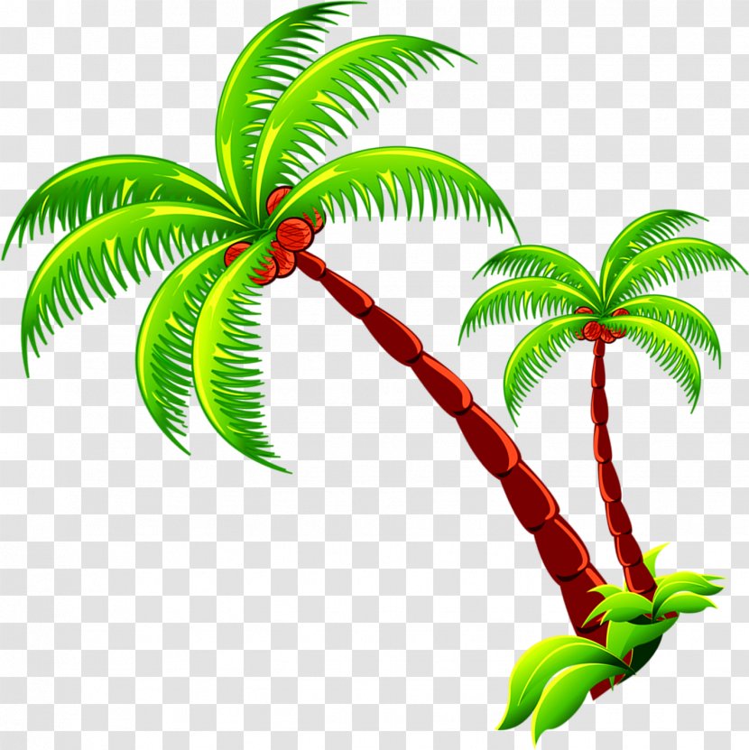 Coconut Tree Branch - Grass Transparent PNG