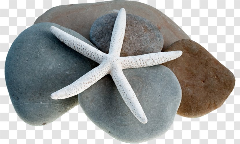 Starfish Euclidean Vector - Designer Transparent PNG