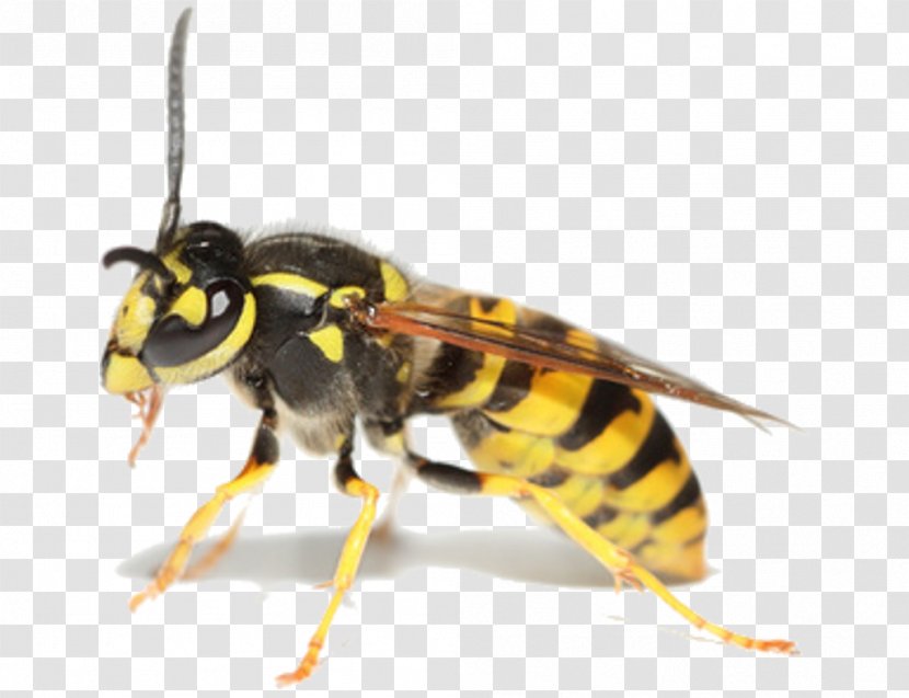 Insect Bee Cockroach Pest Control Wasp - Arthropod Transparent PNG