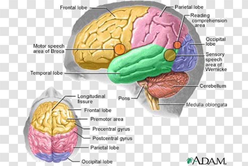 Human Brain Body Anatomy Central Nervous System - Cartoon Transparent PNG