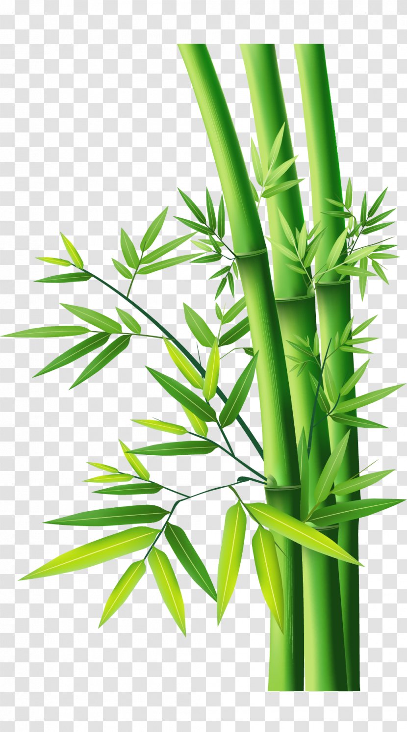 Bamboo - Grass Transparent PNG