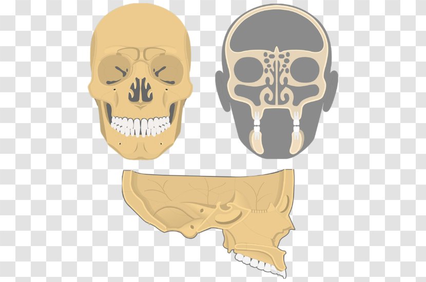 Skull Ethmoid Bone Facial Skeleton Frontal Sinus - Nasal Cavity Transparent PNG