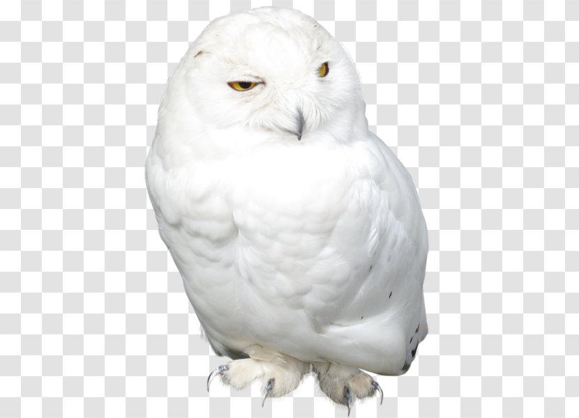 Snowy Owl Bird - Blackandwhite Transparent PNG