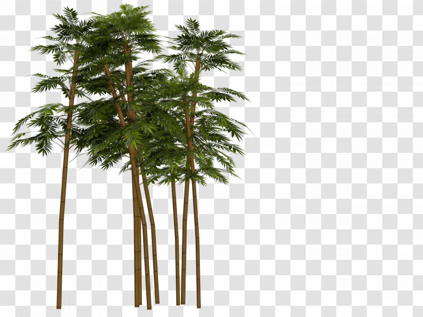 Tropical Woody Bamboos Image Stock.xchng - Flowering Plant - Bamboo Transparent PNG