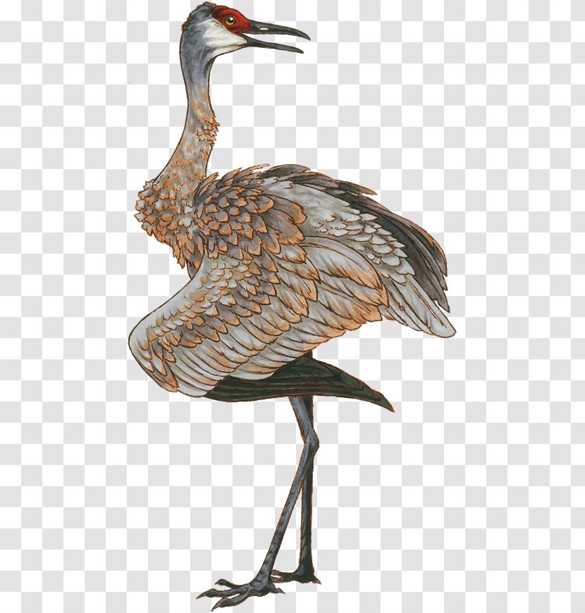Red-crowned Crane Bird Drawing Clip Art Transparent PNG