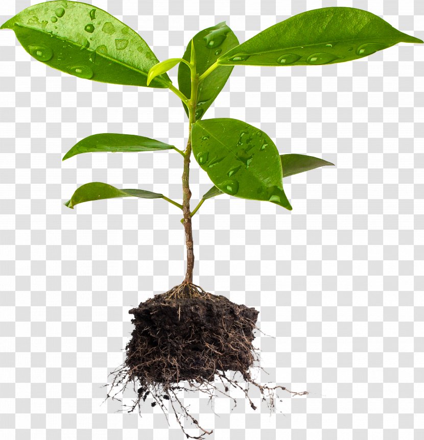 Tree Plant And Soil Agriculture - Flowerpot Transparent PNG