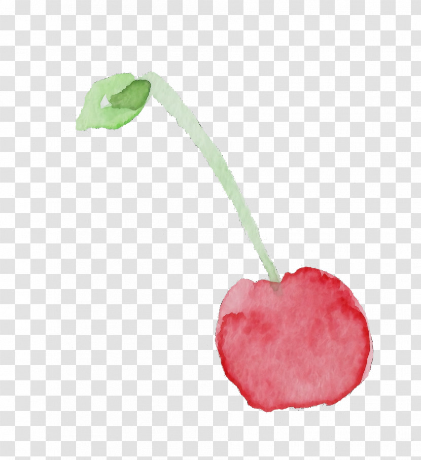 Cherry Pink Plant Fruit Flower Transparent PNG