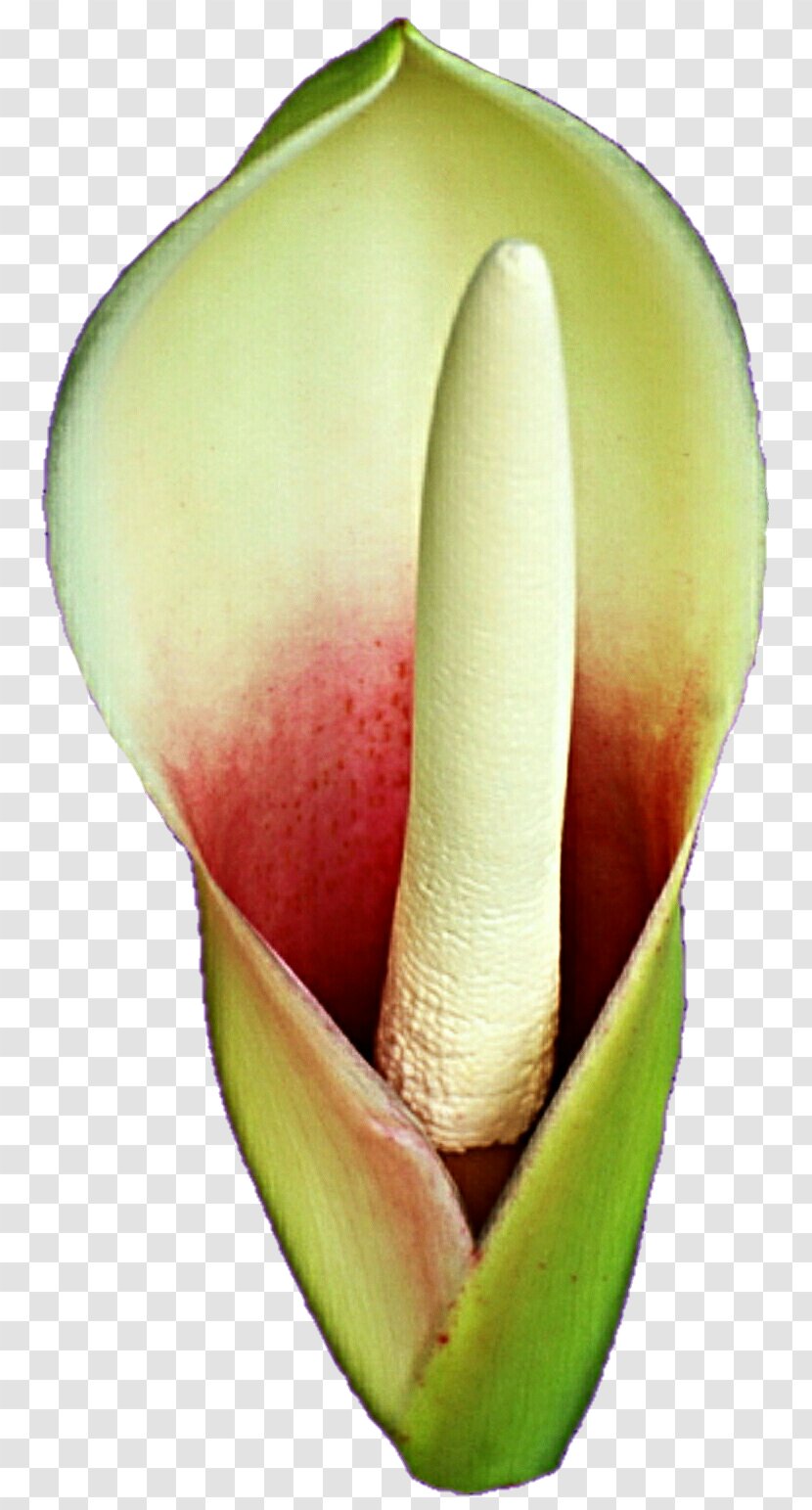 Arum Lilies Melon Fruit - Petal - Callalily Transparent PNG