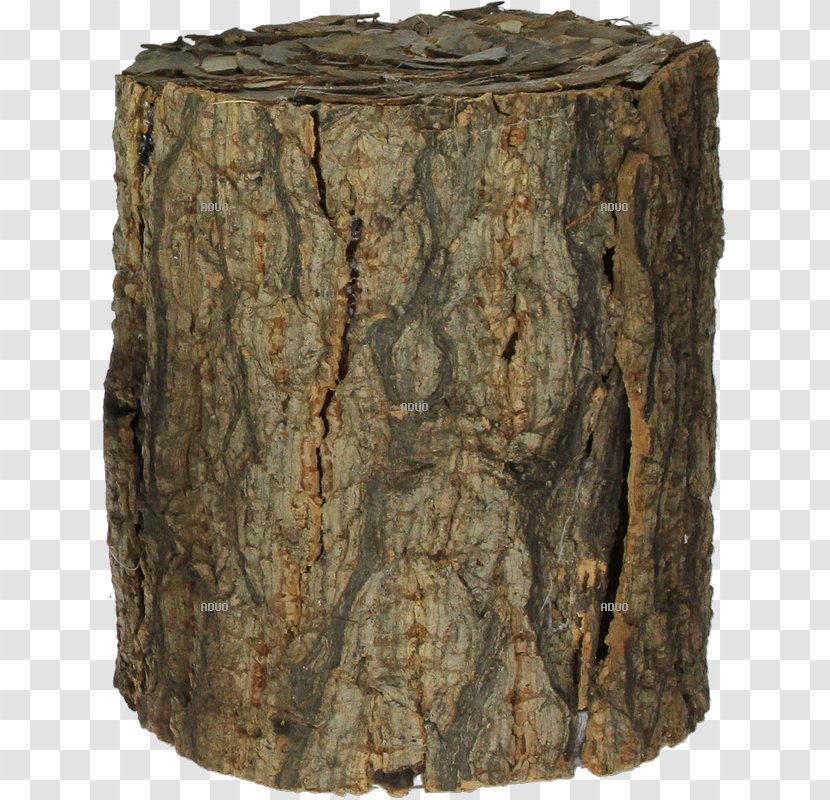 Bark Wood Branch Tree Garden Transparent PNG