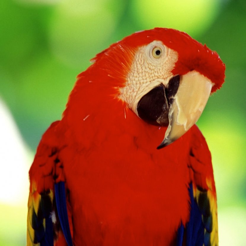 Cockatoo Bird Desktop Wallpaper New Zealand Parrot True Transparent PNG