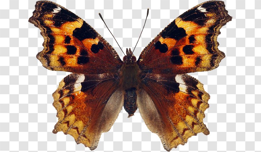 Monarch Butterfly Brush-footed Butterflies Pieridae Large Tortoiseshell - Pollinator Transparent PNG